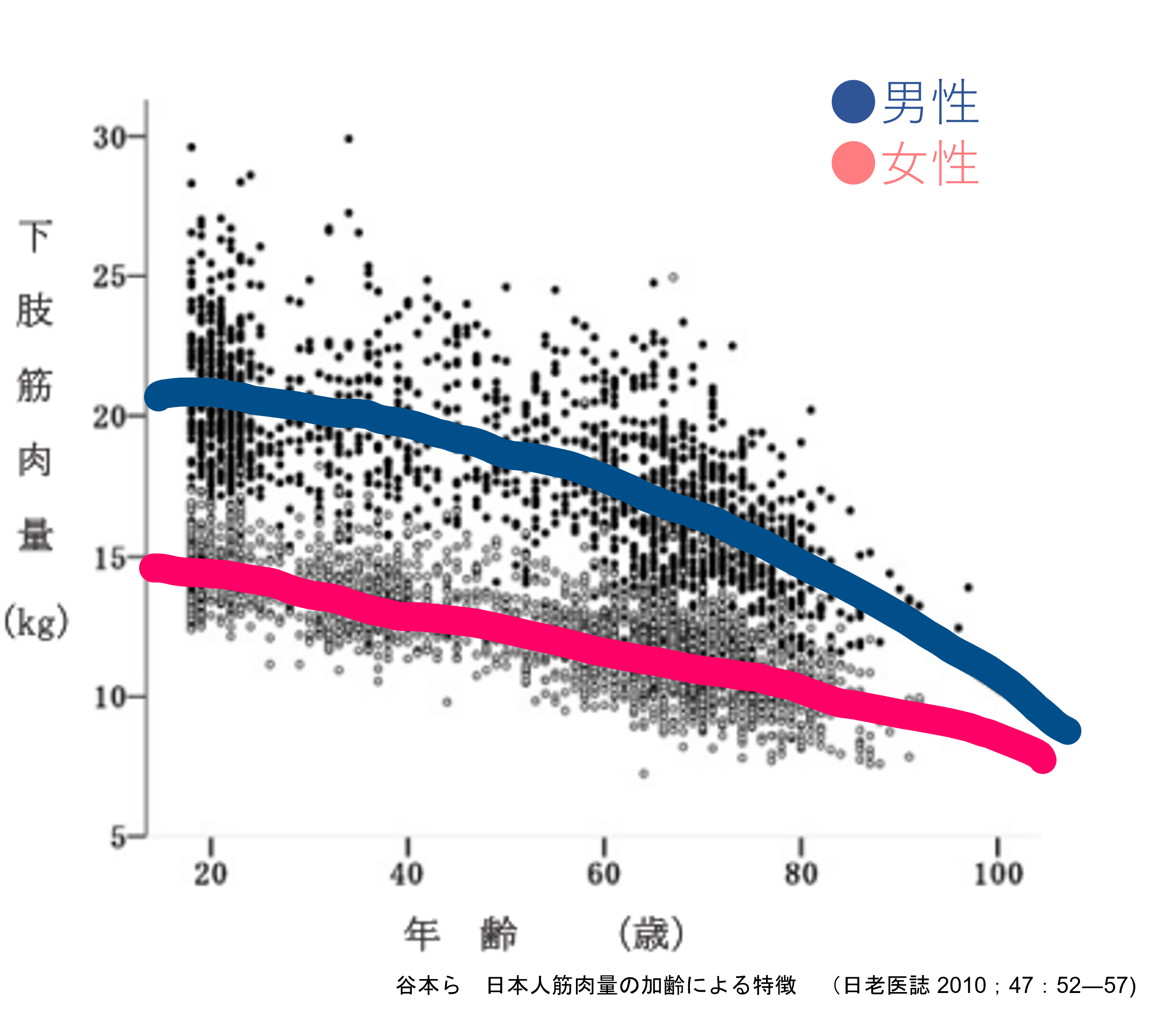 下肢筋肉量の年齢による変化